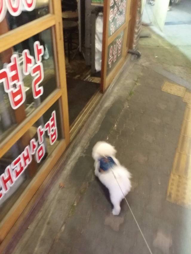 산책하다가 고깃집 들러서 고기 얻어먹는 댕댕이.twt | 인스티즈