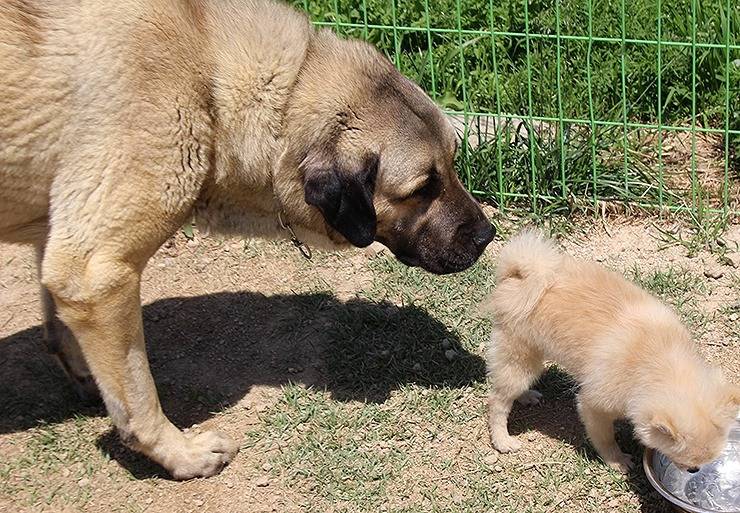 국내에서도 은근 많이 키우는 대형견들 | 인스티즈