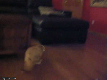 깨방정 떠는 사막여우 | 인스티즈