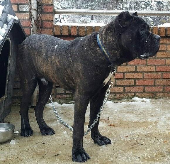 국내에서도 은근 많이 키우는 대형견들 | 인스티즈