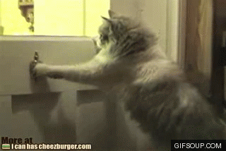 집사들이 문단속을 잘해야 하는 이유 | 인스티즈