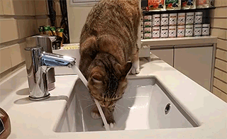 고양이가 물을 이상하게 마셔요 ◐◐...◑◑ | 인스티즈