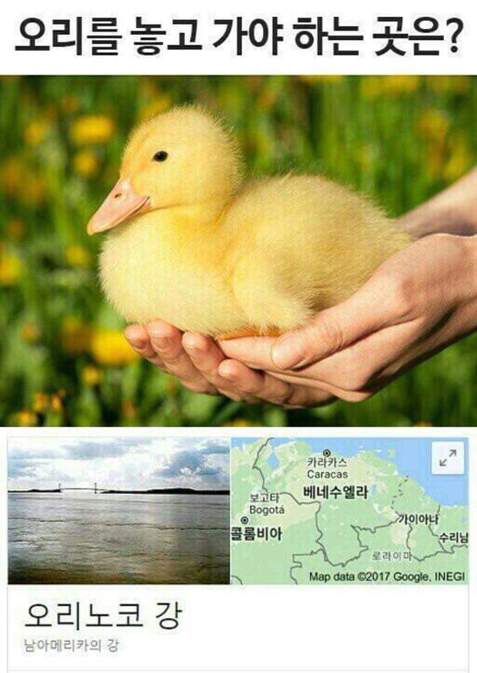 오리를 놓고가야 하는곳은? | 인스티즈