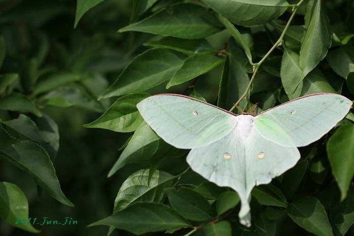 요정으로 불리는 아름다운 곤충.jpg (곤충사진 주의) | 인스티즈
