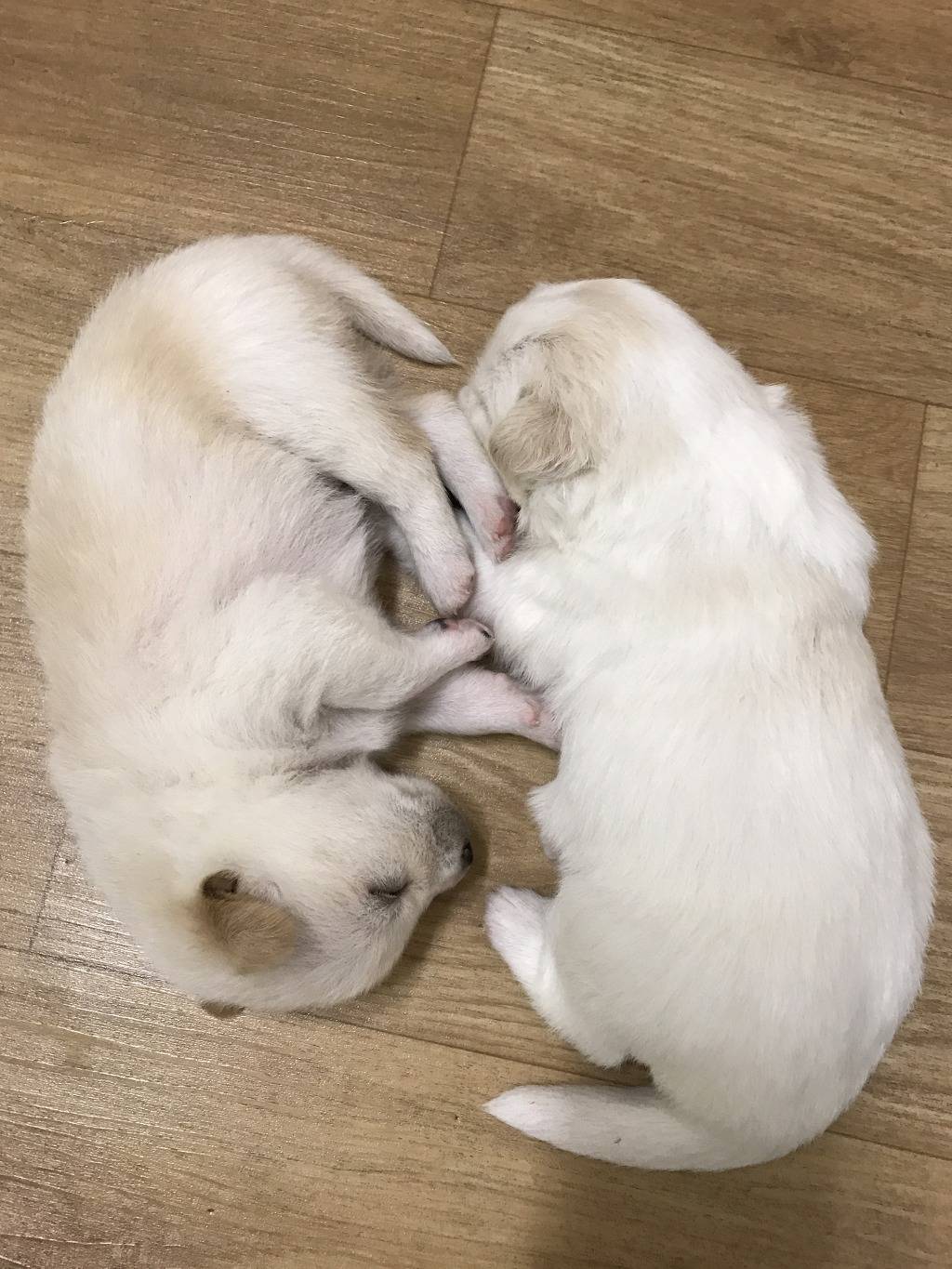 강아지.jpg | 인스티즈