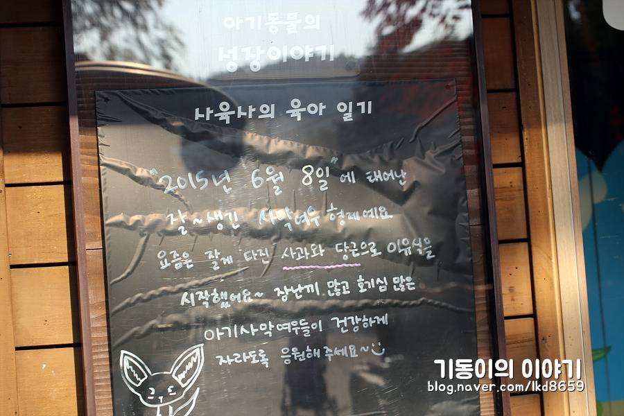 에버랜드 사막여우 스페셜 | 인스티즈