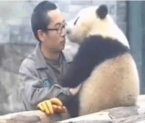 귀여운 판다.gif | 인스티즈
