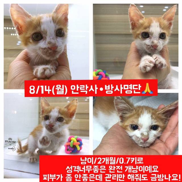 안락사명단 아이들 보고가줘ㅠㅠ 엄청많아.. | 인스티즈