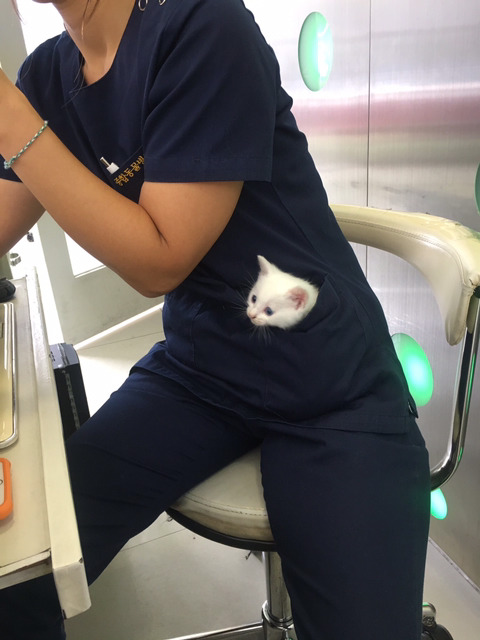 동물병원 시선강탈냥 | 인스티즈