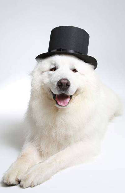 그레이트 피레니즈에 대하여 | 인스티즈