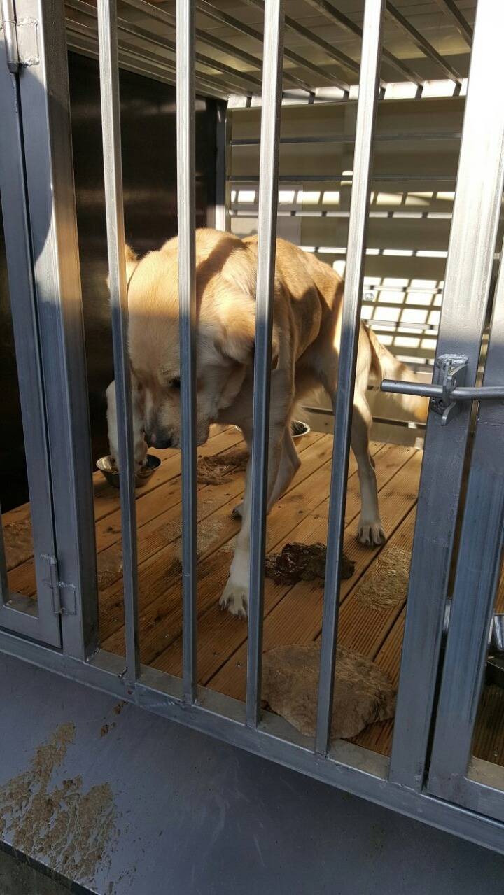 23억이나 들여서 신축한 청주 유기동물 보호소의 실태 | 인스티즈