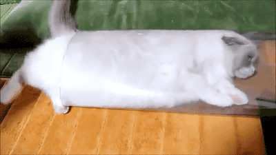 끼어버린 동물들 | 인스티즈