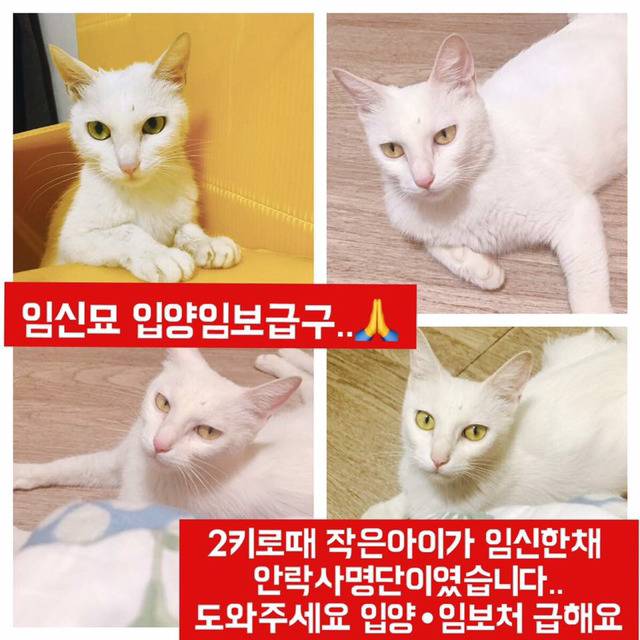 안락사명단 아이들 보고가줘ㅠㅠ 엄청많아.. | 인스티즈