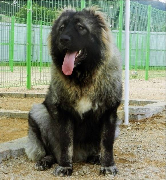 국내에서도 은근 많이 키우는 대형견들 | 인스티즈