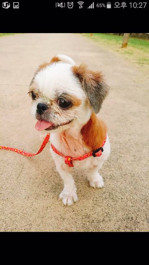 안락사명단 아이들 보고가줘ㅠㅠ 엄청많아.. | 인스티즈