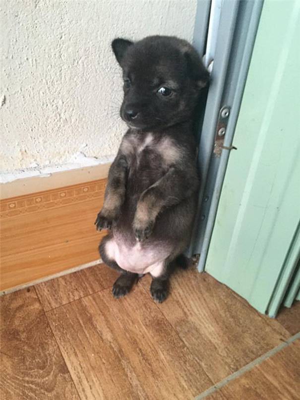 길 잃은 강아지들.jpg | 인스티즈