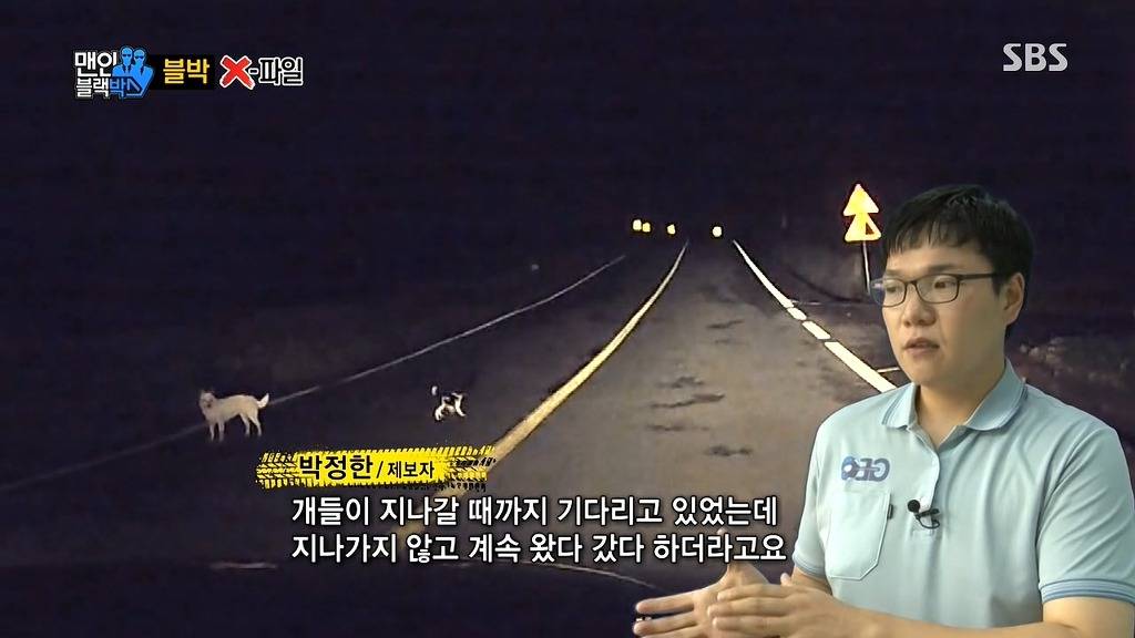 사람에게 도움을 청하는 강아지들 | 인스티즈