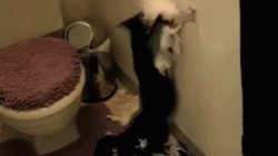 고양이들이 휴지를 뜯는 이유 | 인스티즈