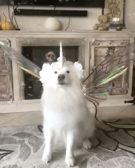 개니? 개니콘.gif | 인스티즈