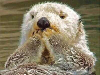 해달이 귀여운 이 행동을 하는 이유 | 인스티즈