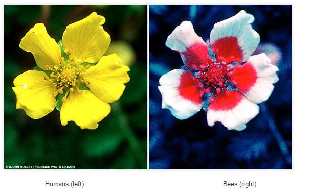 다른 동물이 보는 세계 | 인스티즈