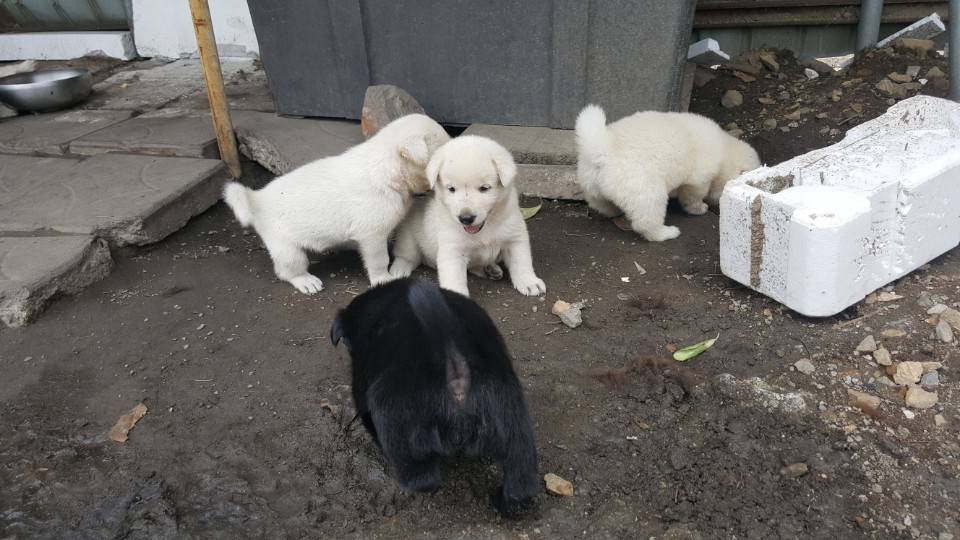 좀 전에 회사 앞 슈퍼에서 찍은 댕댕이들.jpg | 인스티즈