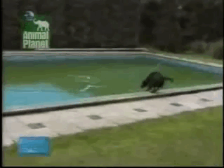 개똑똑.gif | 인스티즈