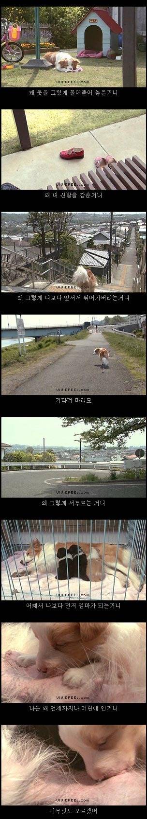 개의 일생 | 인스티즈