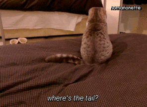 꼬리랑 노는 고양이들 | 인스티즈