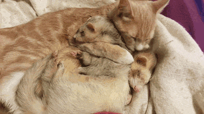 고양이 & 페릿 .gif | 인스티즈