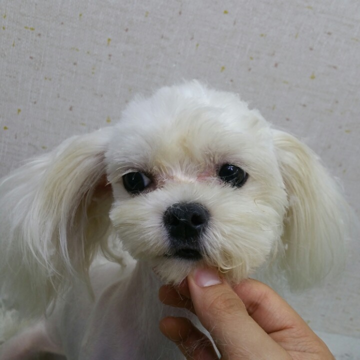 유기견의 변신 그 세번째 이야기.. 그리고 또 많은분들이 봐주셨으면 하는 이야기.. | 인스티즈