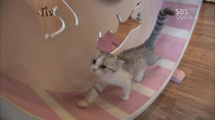 흥미로운 고양이들의 세계 | 인스티즈