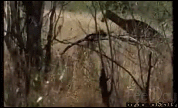 표범의 위엄.gif | 인스티즈