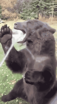 귀여운 동물들 | 인스티즈