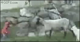 초식동물계의 양아치 | 인스티즈