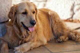 마당만있으면 키우고싶은 귀엽고 멋있는 대형견들.jpg | 인스티즈