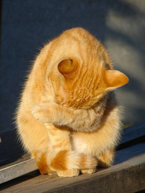 두통이 심한 고양이들.jpgif | 인스티즈