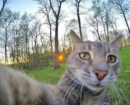 각도를 아는 고양이 | 인스티즈