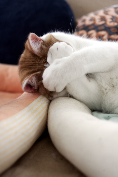 두통이 심한 고양이들.jpgif | 인스티즈