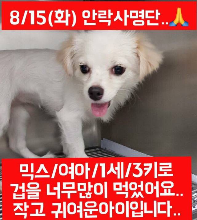 안락사명단 아이들 보고가줘ㅠㅠ 엄청많아.. | 인스티즈