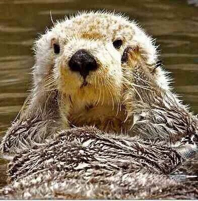 해달이 귀여운 이 행동을 하는 이유 | 인스티즈
