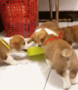 고양이와 강아지 | 인스티즈