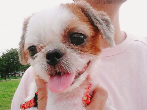 안락사명단 아이들 보고가줘ㅠㅠ 엄청많아.. | 인스티즈