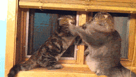 고양이와 강아지 | 인스티즈