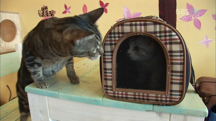 흥미로운 고양이들의 세계 | 인스티즈