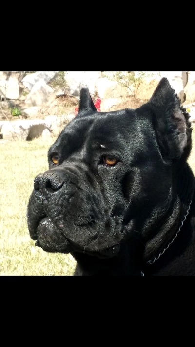 우리개는 안물어요~ | 인스티즈