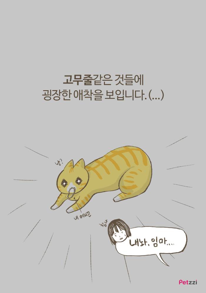 이해할 수 없는 고양이들의 취향.jpg | 인스티즈