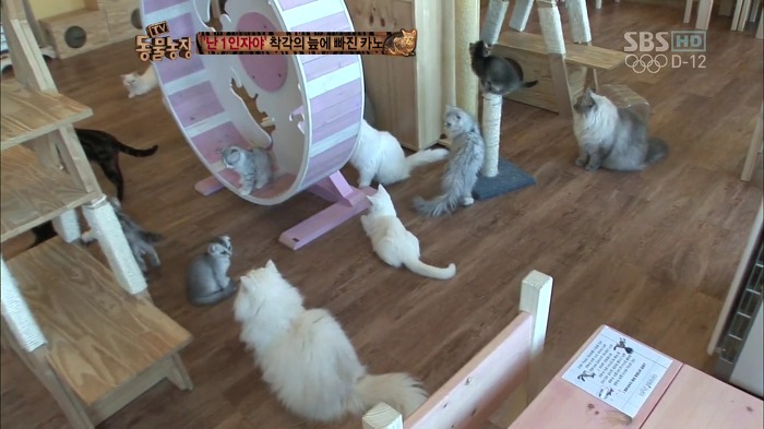 흥미로운 고양이들의 세계 | 인스티즈