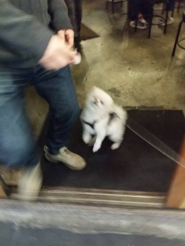 산책하다가 고깃집 들러서 고기 얻어먹는 댕댕이.twt | 인스티즈