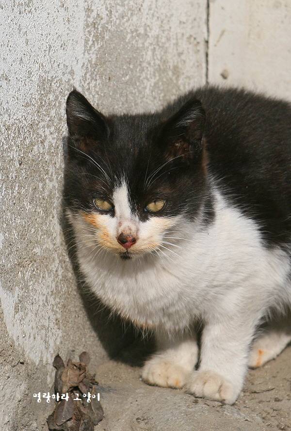 엄동설한에 총각무 나눠먹는 고양이 | 인스티즈